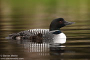 LOONS AND GREBES